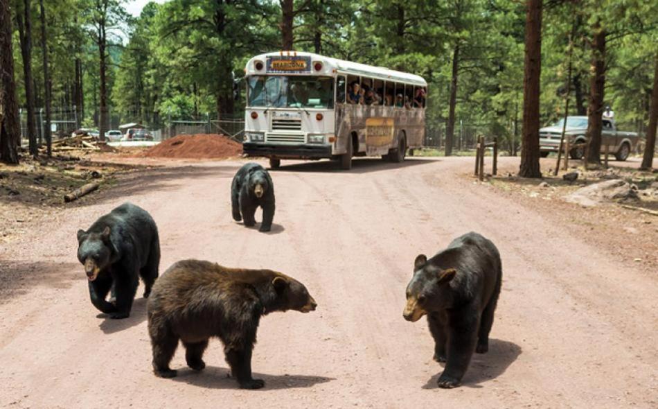 Super 8 By Wyndham Williams West Route 66 - Grand Canyon Area Buitenkant foto